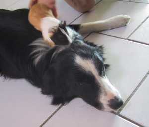 moni mit meerschweinchen.jpg